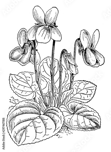 Viola Odorata vintage illustration.