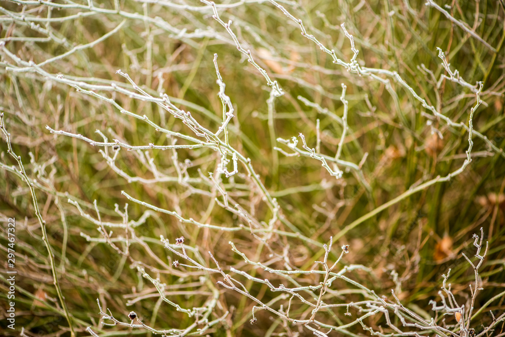Rime background on wild plants in winter fog Rime background on wild plants in winter fog