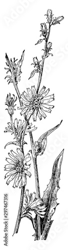 Chicory vintage illustration.