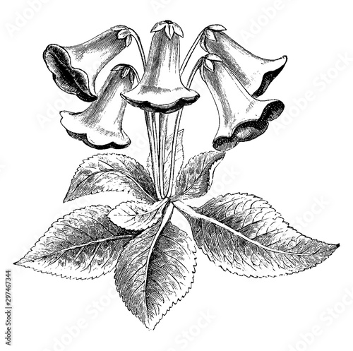 Drooping Flowered Gloxinia vintage illustration. photo