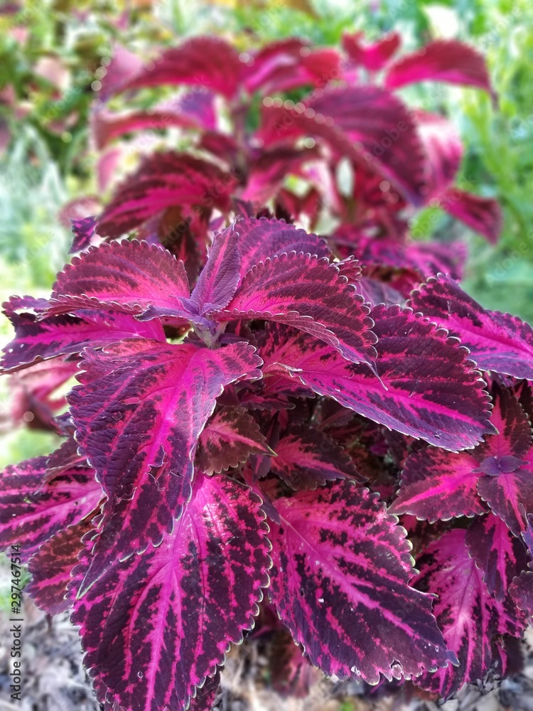 plant withholding amazing colors plant withholding amazing colors