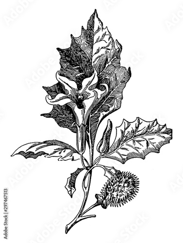 Jimson Weed vintage illustration.