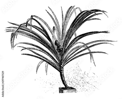 Pandanus, Furcatus, screw, pine, shrub, leaves, fruit, stem, oval vintage illustration. photo