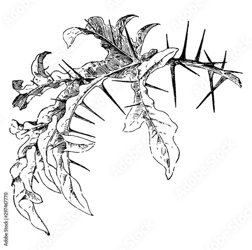 Foto Nightshade Leaf vintage illustration.