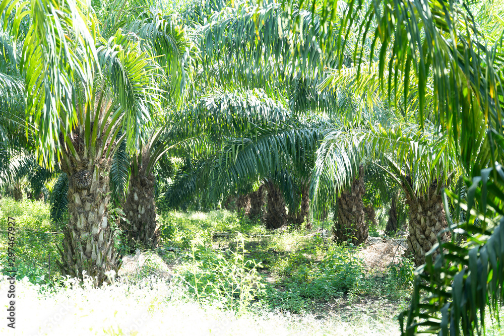 Fototapeta premium African oil palm plantation in Thailand Elaeis guineensis or macaw-fat