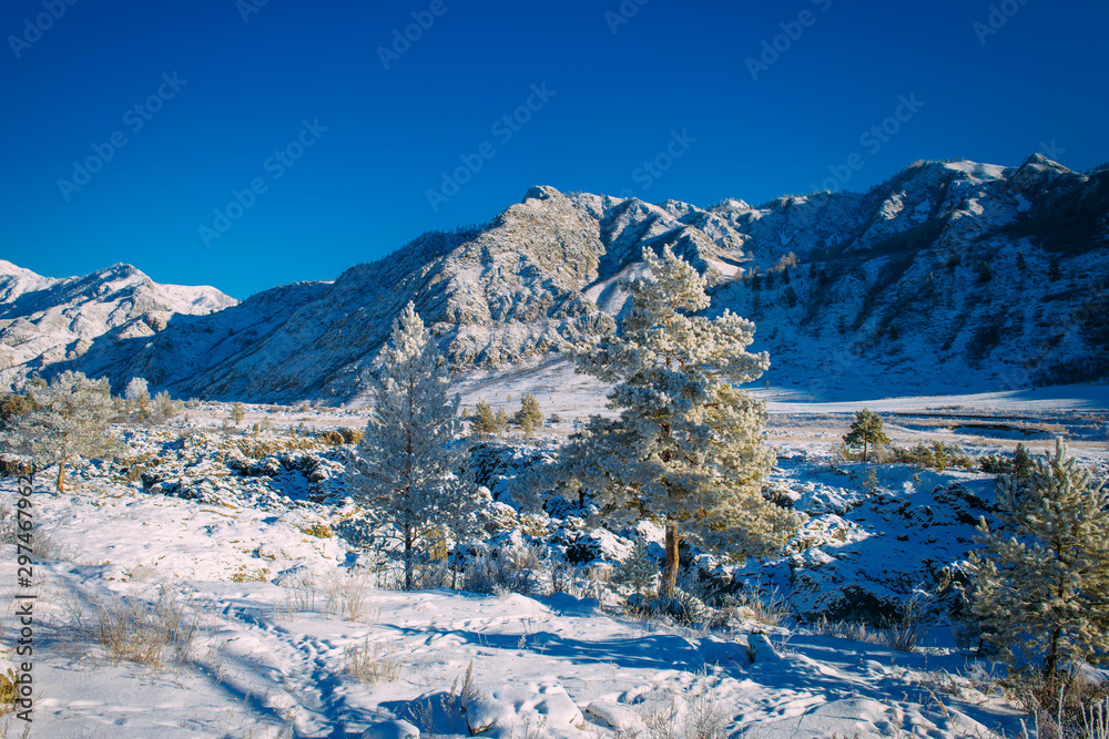Fototapeta premium Spruce and pine trees covered with snow on the background of snow-covered mountain slopes and bright blue sky on a sunny winter day. Stunning views of the mountain range. A Christmas tale in the Alps.