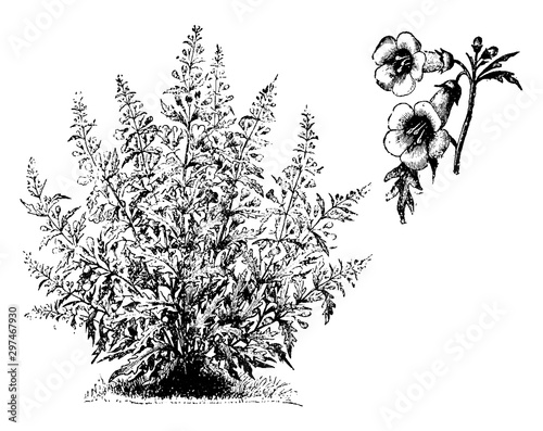 Habit and Detached Flowers of Gerardia Quercifolia vintage illustration. photo