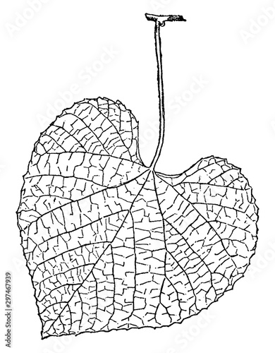 Vitis Cribaea vintage illustration.