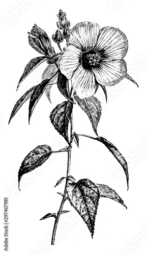 Flowering Branch of Hibiscus Roseus vintage illustration.