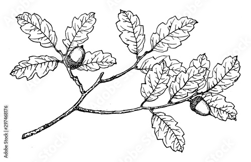 Branch of Quercus Undulata vintage illustration.