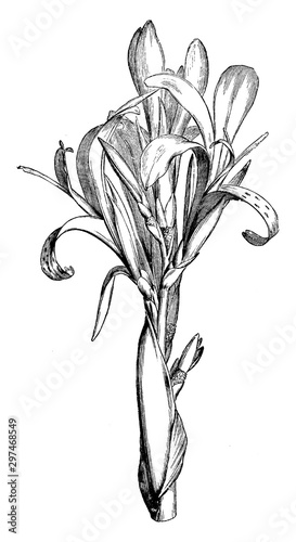 Flowering Spike of Canna Speciosa vintage illustration.