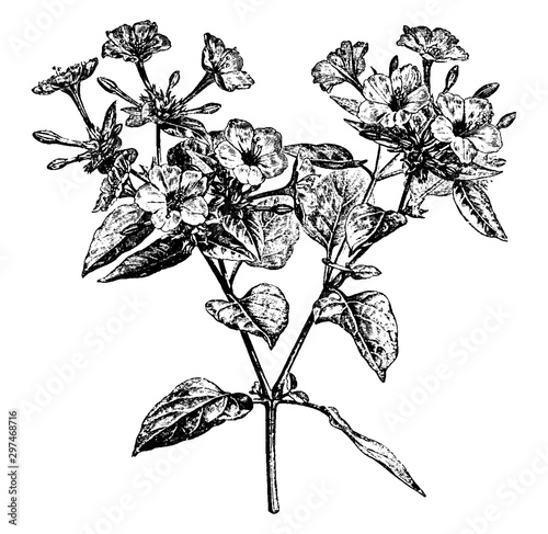 Flowering Branch of Common Marvel of Peru vintage illustration.