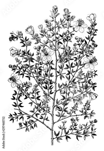 Creosote bush (larrea mexicana) vintage illustration. photo