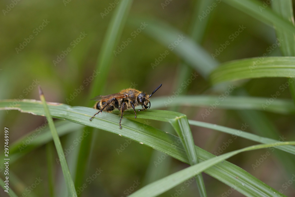 Fototapeta premium 蜂