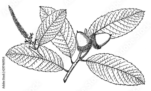 Branch of Pasania Densiflora vintage illustration. photo