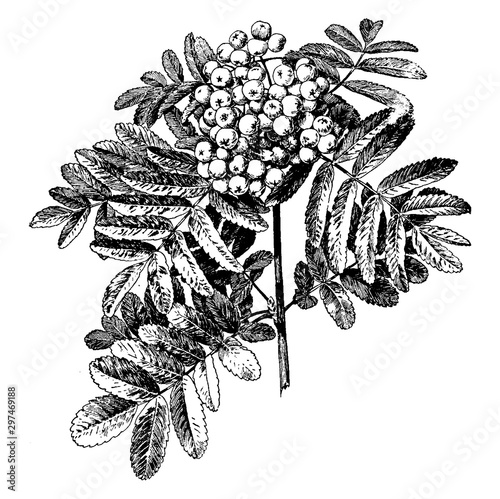 Sorbus Aucuparia vintage illustration.