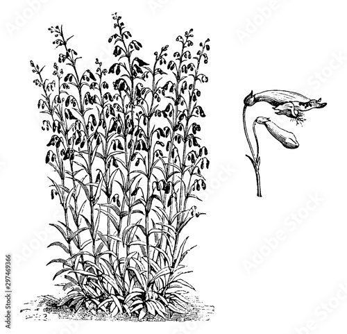 Pentstemon Barbatus vintage illustration.
