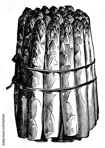 Bunch of Asparagus vintage illustration.