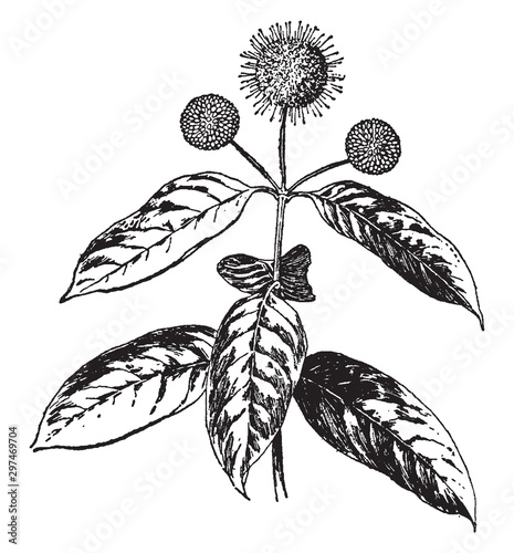 Cephalanthus Occidentalis vintage illustration. photo