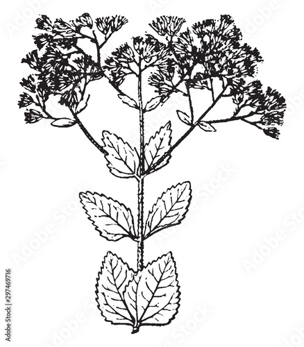 Eupatorium vintage illustration.