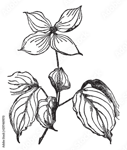 Cornus Kousa vintage illustration.