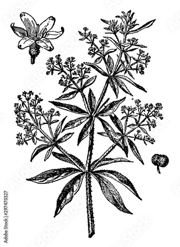 Madder vintage illustration.