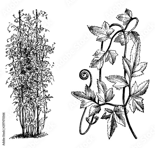 Habit and Portion of Detached Frond of Lygodium Japonicum vintage illustration.