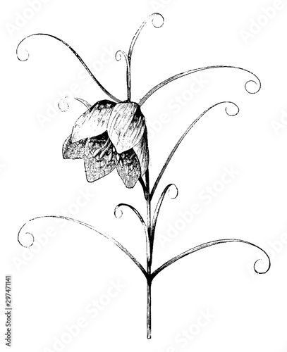 Flowering Stem of Fritillaria Verticillata Thunbergii vintage illustration.