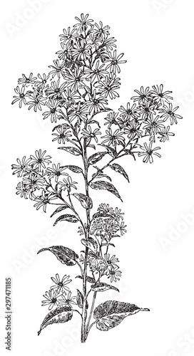 Aster Cordifolius vintage illustration.