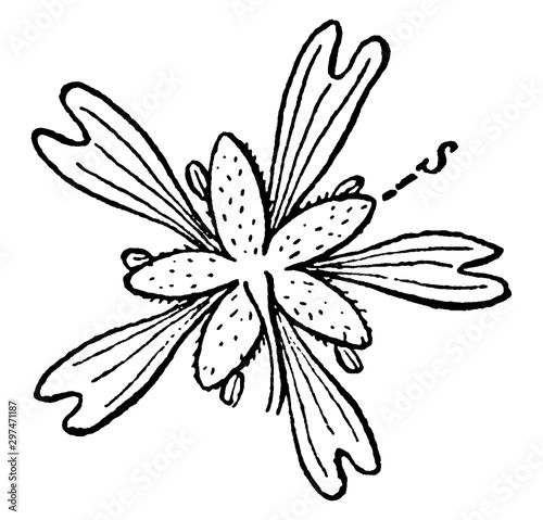 Nodding Chickweed vintage illustration.