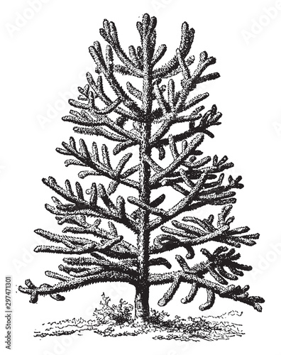Chili palm vintage illustration.