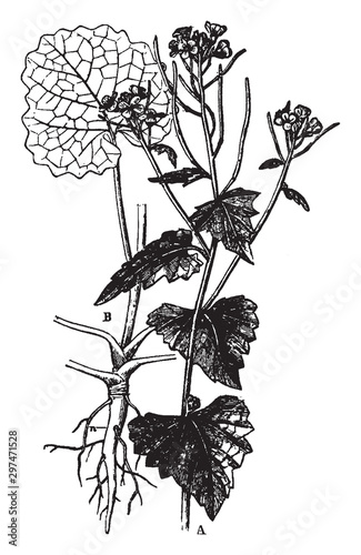 Hedge Garlic vintage illustration.