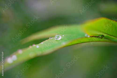 Water drops on a nandina leaf