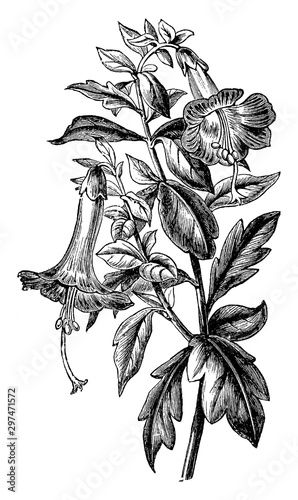 Flowering Branch of Cantua Buxifolia vintage illustration.