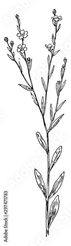 Carolinianum, Linum, flax, family, Linaceae vintage illustration.