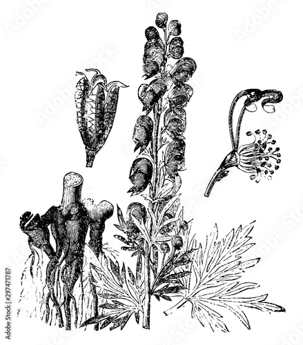 Parts of Aconitum Napellus vintage illustration.