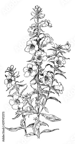 Downy False Foxglove vintage illustration.