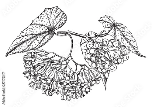 Begonia Lucerna vintage illustration.