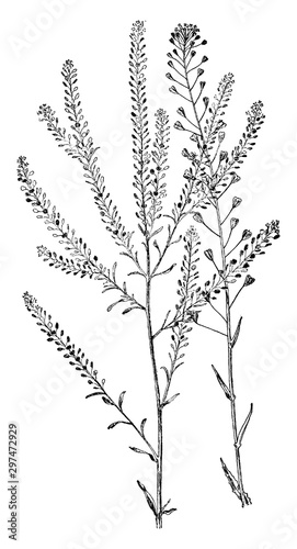Pepper Grass and Shepherd's Purse vintage illustration.