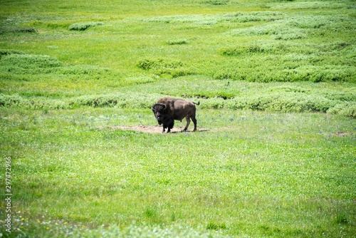 Bison in Field of Yellowstone