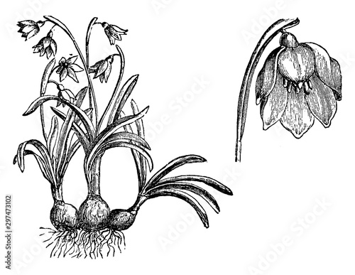 Habit and Detached Flower of Leucoium Vernum vintage illustration.