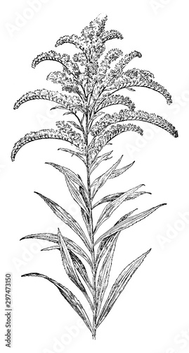 Canada Golden-Rod vintage illustration.