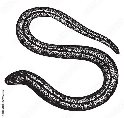 Blind Worm, vintage illustration.