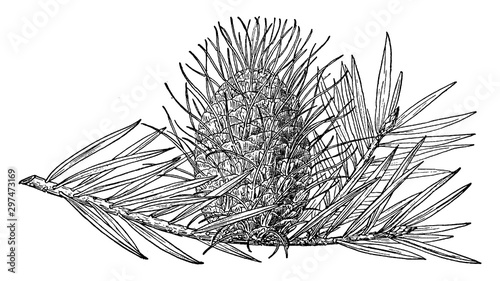 Pine Cone of Silver Fir vintage illustration.