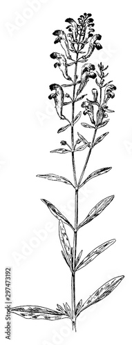 Larger Skullcap vintage illustration.