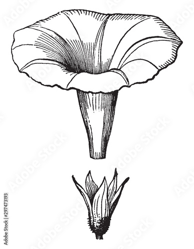 Morning Glory vintage illustration.