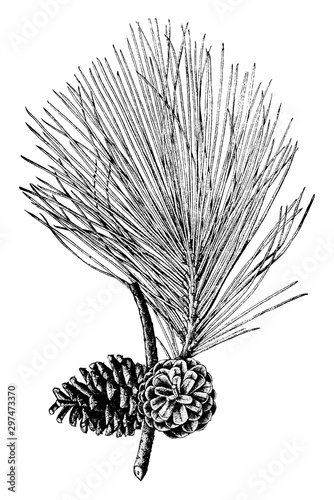 Shortleaf pine (pinus echinata Mill.). Natural size. branch with open cones vintage illustration. photo