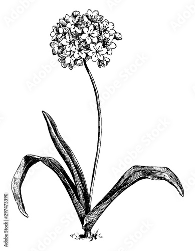 Allium Neapolitanum vintage illustration.