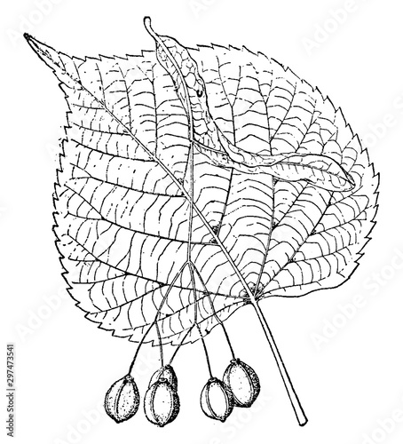 Tilia Platyphyllos vintage illustration.