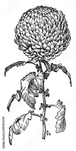 Incurved Type of Chrysanthemum vintage illustration. photo
